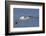 Black-Browed Albatross or Mollymawk, Flight Shot. Falkland Islands-Martin Zwick-Framed Photographic Print