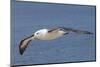 Black-Browed Albatross or Mollymawk, Flight Shot. Falkland Islands-Martin Zwick-Mounted Photographic Print