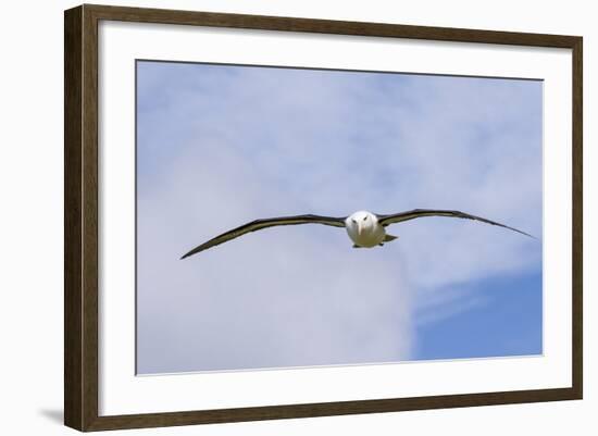 Black-Browed Albatross or Mollymawk, Flight Shot. Falkland Islands-Martin Zwick-Framed Photographic Print