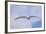 Black-Browed Albatross or Mollymawk, Flight Shot. Falkland Islands-Martin Zwick-Framed Photographic Print