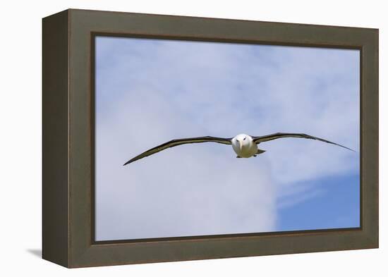 Black-Browed Albatross or Mollymawk, Flight Shot. Falkland Islands-Martin Zwick-Framed Premier Image Canvas