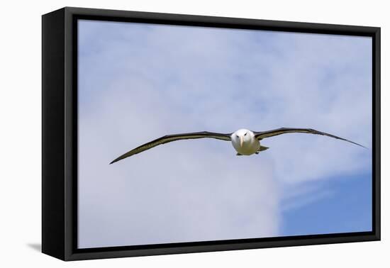 Black-Browed Albatross or Mollymawk, Flight Shot. Falkland Islands-Martin Zwick-Framed Premier Image Canvas