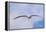 Black-Browed Albatross or Mollymawk, Flight Shot. Falkland Islands-Martin Zwick-Framed Premier Image Canvas