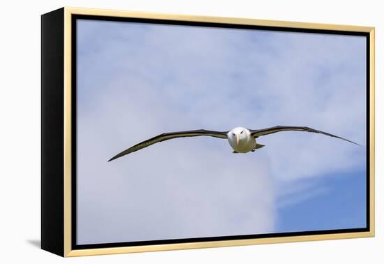 Black-Browed Albatross or Mollymawk, Flight Shot. Falkland Islands-Martin Zwick-Framed Premier Image Canvas
