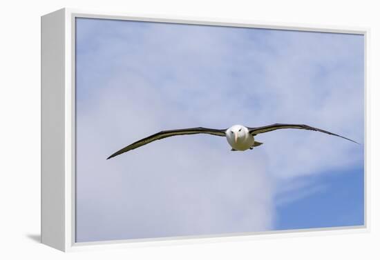 Black-Browed Albatross or Mollymawk, Flight Shot. Falkland Islands-Martin Zwick-Framed Premier Image Canvas