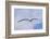 Black-Browed Albatross or Mollymawk, Flight Shot. Falkland Islands-Martin Zwick-Framed Photographic Print