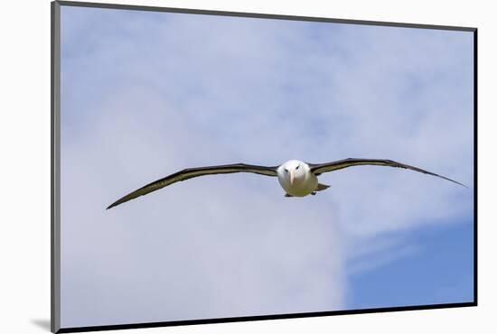 Black-Browed Albatross or Mollymawk, Flight Shot. Falkland Islands-Martin Zwick-Mounted Photographic Print