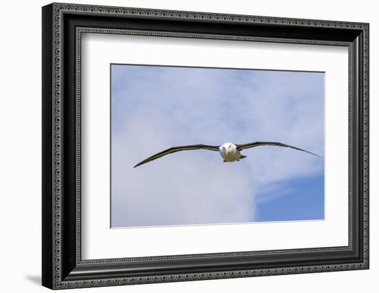 Black-Browed Albatross or Mollymawk, Flight Shot. Falkland Islands-Martin Zwick-Framed Photographic Print