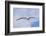 Black-Browed Albatross or Mollymawk, Flight Shot. Falkland Islands-Martin Zwick-Framed Photographic Print