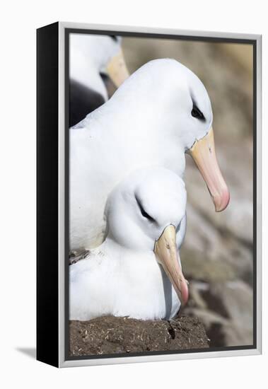 Black-Browed Albatross or Mollymawk, Mating on Nest. Falkland Islands-Martin Zwick-Framed Premier Image Canvas