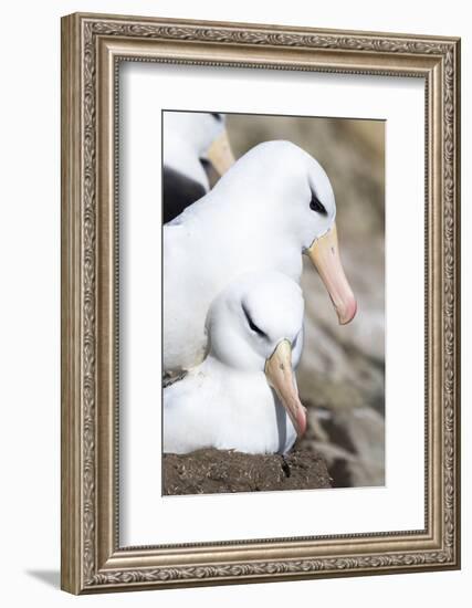 Black-Browed Albatross or Mollymawk, Mating on Nest. Falkland Islands-Martin Zwick-Framed Photographic Print