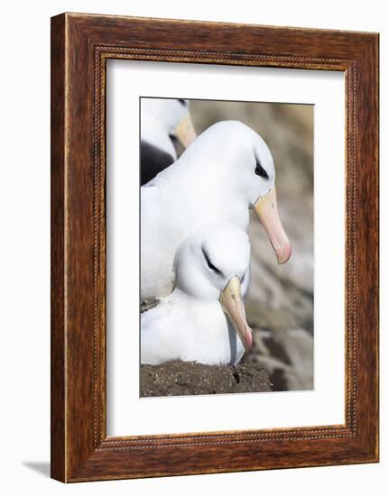 Black-Browed Albatross or Mollymawk, Mating on Nest. Falkland Islands-Martin Zwick-Framed Photographic Print