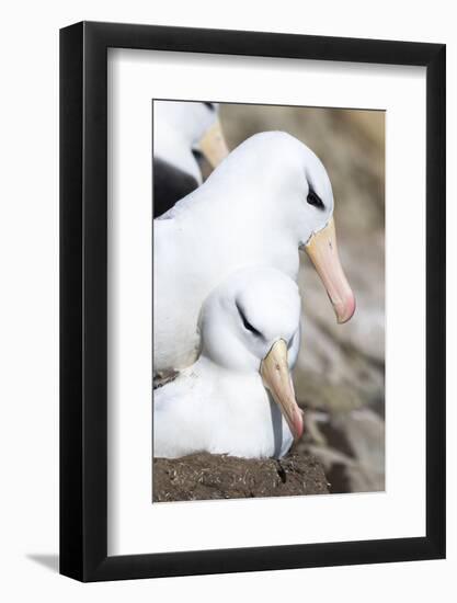 Black-Browed Albatross or Mollymawk, Mating on Nest. Falkland Islands-Martin Zwick-Framed Photographic Print