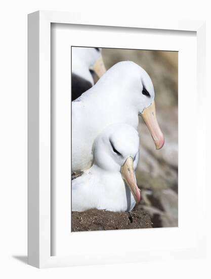 Black-Browed Albatross or Mollymawk, Mating on Nest. Falkland Islands-Martin Zwick-Framed Photographic Print