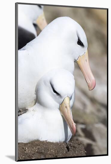 Black-Browed Albatross or Mollymawk, Mating on Nest. Falkland Islands-Martin Zwick-Mounted Photographic Print