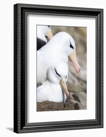 Black-Browed Albatross or Mollymawk, Mating on Nest. Falkland Islands-Martin Zwick-Framed Photographic Print