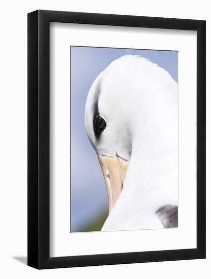 Black-Browed Albatross or Mollymawk, Portrait. Falkland Islands-Martin Zwick-Framed Photographic Print