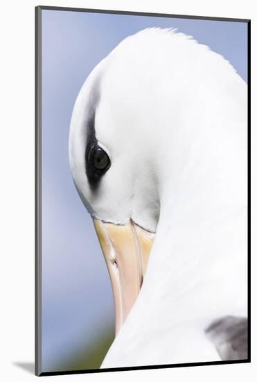 Black-Browed Albatross or Mollymawk, Portrait. Falkland Islands-Martin Zwick-Mounted Photographic Print