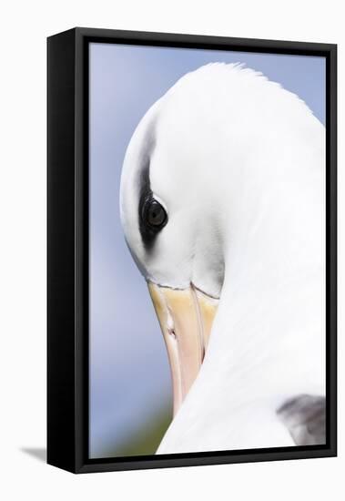 Black-Browed Albatross or Mollymawk, Portrait. Falkland Islands-Martin Zwick-Framed Premier Image Canvas