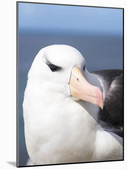 Black-Browed Albatross or Mollymawk, Portrait. Falkland Islands-Martin Zwick-Mounted Photographic Print