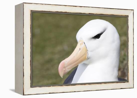 Black-Browed Albatross or Mollymawk, Portrait. Falkland Islands-Martin Zwick-Framed Premier Image Canvas