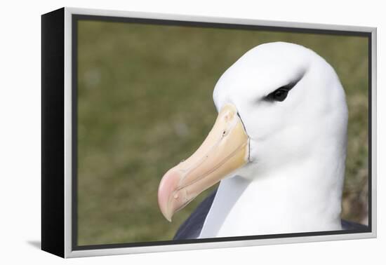 Black-Browed Albatross or Mollymawk, Portrait. Falkland Islands-Martin Zwick-Framed Premier Image Canvas