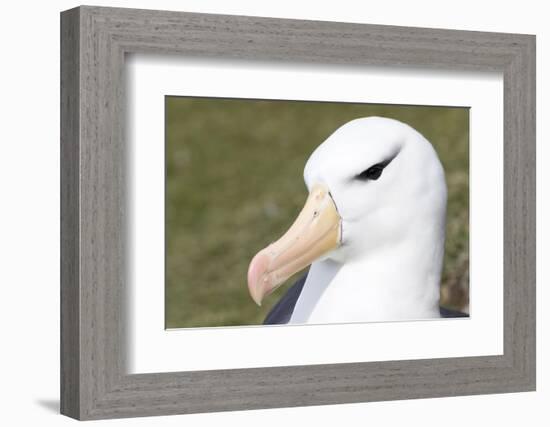 Black-Browed Albatross or Mollymawk, Portrait. Falkland Islands-Martin Zwick-Framed Photographic Print