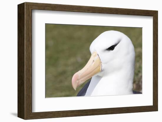 Black-Browed Albatross or Mollymawk, Portrait. Falkland Islands-Martin Zwick-Framed Photographic Print