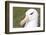 Black-Browed Albatross or Mollymawk, Portrait. Falkland Islands-Martin Zwick-Framed Photographic Print