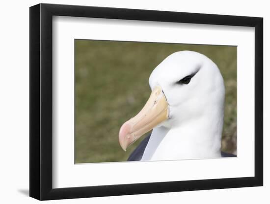 Black-Browed Albatross or Mollymawk, Portrait. Falkland Islands-Martin Zwick-Framed Photographic Print