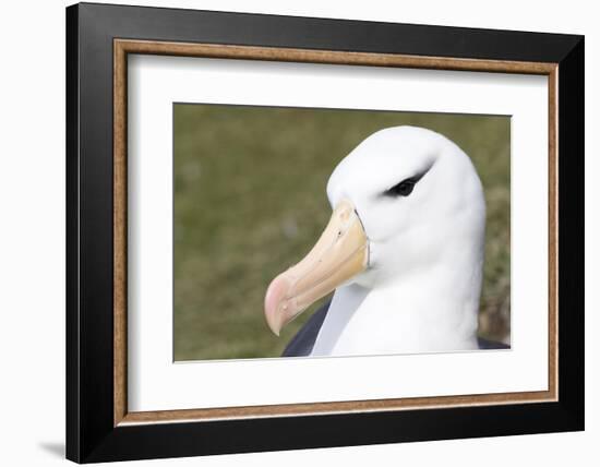 Black-Browed Albatross or Mollymawk, Portrait. Falkland Islands-Martin Zwick-Framed Photographic Print