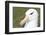 Black-Browed Albatross or Mollymawk, Portrait. Falkland Islands-Martin Zwick-Framed Photographic Print