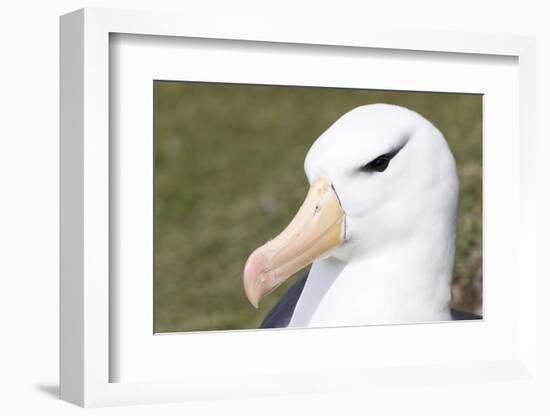 Black-Browed Albatross or Mollymawk, Portrait. Falkland Islands-Martin Zwick-Framed Photographic Print