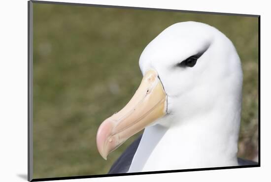 Black-Browed Albatross or Mollymawk, Portrait. Falkland Islands-Martin Zwick-Mounted Photographic Print