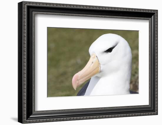 Black-Browed Albatross or Mollymawk, Portrait. Falkland Islands-Martin Zwick-Framed Photographic Print