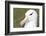 Black-Browed Albatross or Mollymawk, Portrait. Falkland Islands-Martin Zwick-Framed Photographic Print