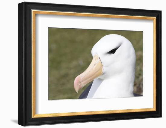 Black-Browed Albatross or Mollymawk, Portrait. Falkland Islands-Martin Zwick-Framed Photographic Print