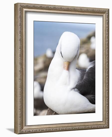 Black-Browed Albatross or Mollymawk, Portrait. Falkland Islands-Martin Zwick-Framed Photographic Print