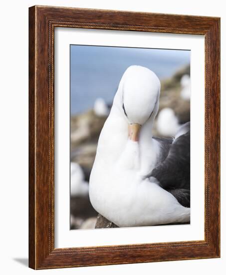 Black-Browed Albatross or Mollymawk, Portrait. Falkland Islands-Martin Zwick-Framed Photographic Print