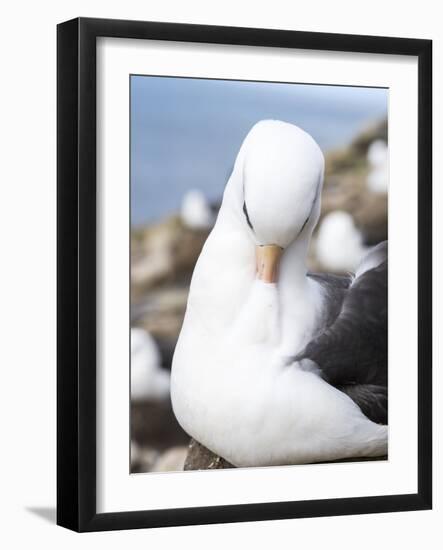 Black-Browed Albatross or Mollymawk, Portrait. Falkland Islands-Martin Zwick-Framed Photographic Print