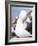 Black-Browed Albatross or Mollymawk, Portrait. Falkland Islands-Martin Zwick-Framed Photographic Print