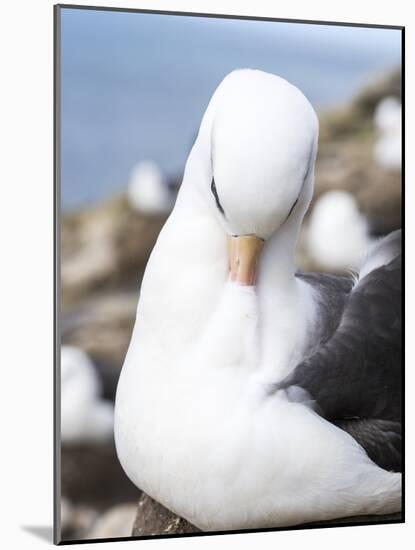 Black-Browed Albatross or Mollymawk, Portrait. Falkland Islands-Martin Zwick-Mounted Photographic Print