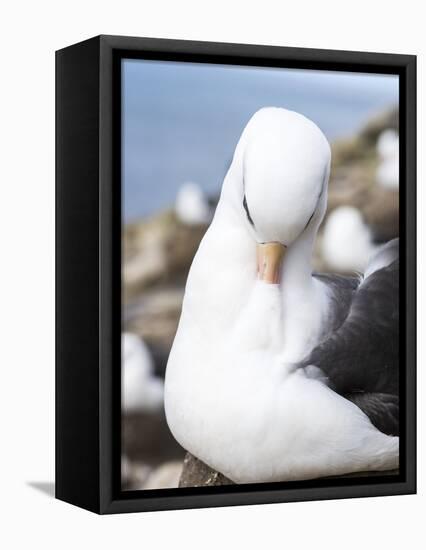 Black-Browed Albatross or Mollymawk, Portrait. Falkland Islands-Martin Zwick-Framed Premier Image Canvas