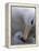 Black-Browed Albatross Preening Chick in Nest, Falkland Islands-Theo Allofs-Framed Premier Image Canvas