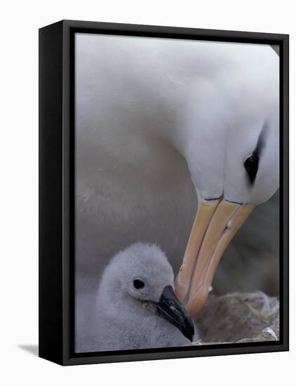 Black-Browed Albatross Preening Chick in Nest, Falkland Islands-Theo Allofs-Framed Premier Image Canvas