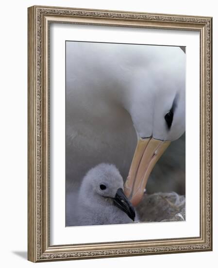 Black-Browed Albatross Preening Chick in Nest, Falkland Islands-Theo Allofs-Framed Photographic Print