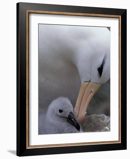 Black-Browed Albatross Preening Chick in Nest, Falkland Islands-Theo Allofs-Framed Photographic Print