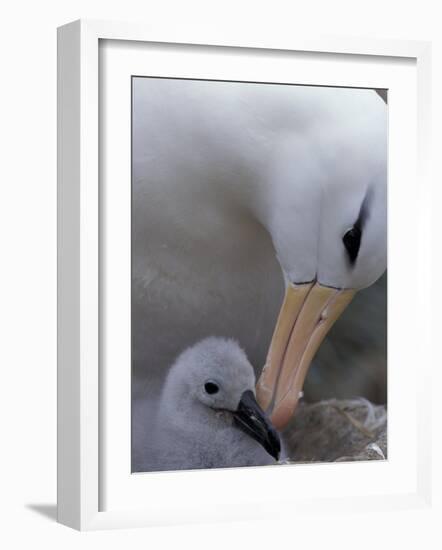 Black-Browed Albatross Preening Chick in Nest, Falkland Islands-Theo Allofs-Framed Photographic Print