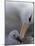 Black-Browed Albatross Preening Chick in Nest, Falkland Islands-Theo Allofs-Mounted Photographic Print