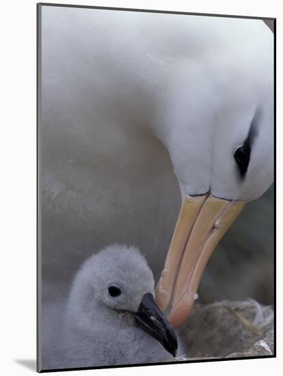 Black-Browed Albatross Preening Chick in Nest, Falkland Islands-Theo Allofs-Mounted Photographic Print